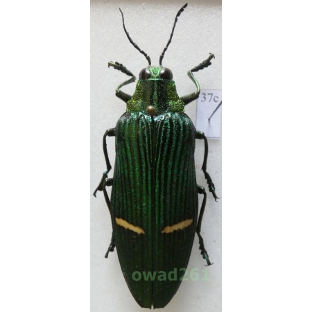 Catoxantha opulenta (Gory, 1832) 51mm Malaysia37c